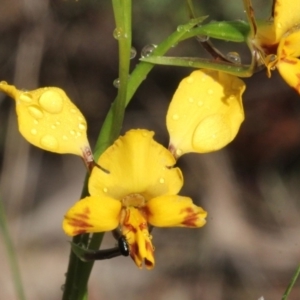 Diuris nigromontana at O'Connor, ACT - 10 Oct 2015