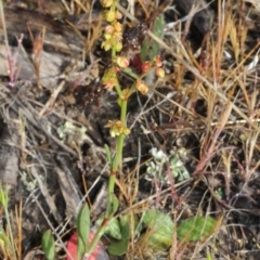 Rumex acetosella (Sheep Sorrel) at Bruce Ridge - 9 Oct 2015 by PeteWoodall