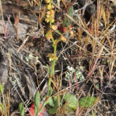 Rumex acetosella (Sheep Sorrel) at Bruce Ridge - 9 Oct 2015 by PeteWoodall