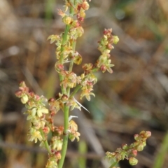 Rumex acetosella at O'Connor, ACT - 10 Oct 2015 08:13 AM