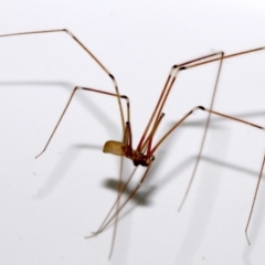 Pholcus phalangioides (Daddy-long-legs spider) at Ainslie, ACT - 29 Oct 2018 by jbromilow50