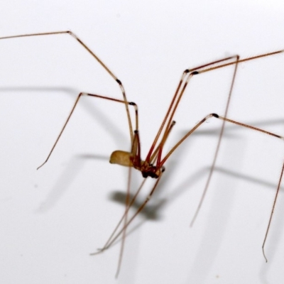 Pholcus phalangioides (Daddy-long-legs spider) at Ainslie, ACT - 29 Oct 2018 by jbromilow50