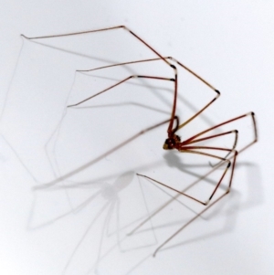 Pholcus phalangioides at Ainslie, ACT - 29 Oct 2018