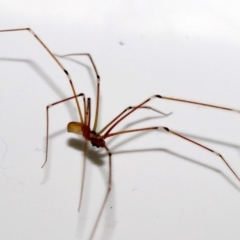 Pholcus phalangioides at Ainslie, ACT - 29 Oct 2018