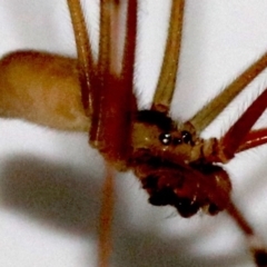 Pholcus phalangioides at Ainslie, ACT - 29 Oct 2018