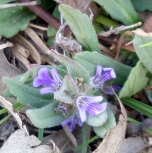 Ajuga australis at Lake George, NSW - 30 Oct 2018