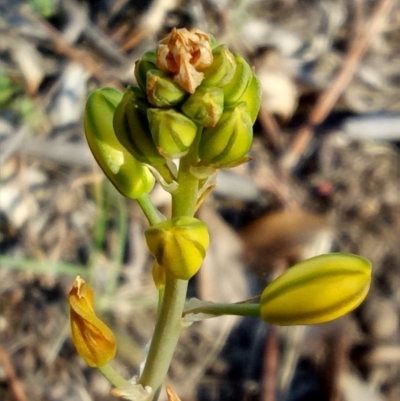 Bulbine sp. at Gundaroo, NSW - 30 Oct 2018 by MPennay