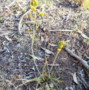 Bulbine sp. at Gundaroo, NSW - 30 Oct 2018