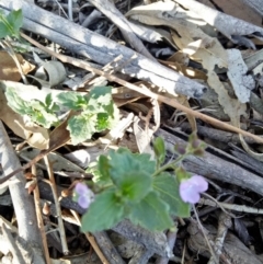 Veronica calycina (Hairy Speedwell) at Gundaroo, NSW - 30 Oct 2018 by MPennay