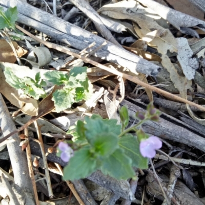 Veronica calycina (Hairy Speedwell) at Gundaroo, NSW - 30 Oct 2018 by MPennay