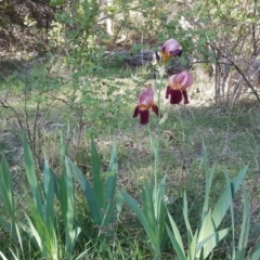 Iris germanica (Tall Bearded Iris) at Isaacs Ridge - 30 Oct 2018 by Mike