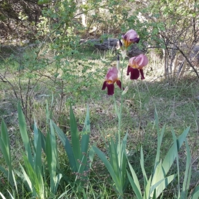 Iris germanica (Tall Bearded Iris) at Isaacs Ridge and Nearby - 30 Oct 2018 by Mike