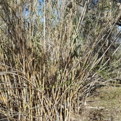 Arundo donax (Spanish Reed, Giant Reed) at Jerrabomberra, ACT - 30 Oct 2018 by Mike