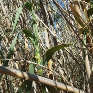 Arundo donax at Isaacs Ridge - 30 Oct 2018 04:49 PM