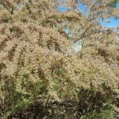 Tamarix sp. at Isaacs Ridge - 30 Oct 2018 by Mike