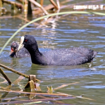 Fulica atra (Eurasian Coot) at Gordon, ACT - 30 Oct 2018 by RodDeb