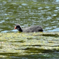 Fulica atra at Gordon, ACT - 30 Oct 2018