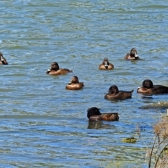 Aythya australis (Hardhead) at Gordon, ACT - 30 Oct 2018 by RodDeb