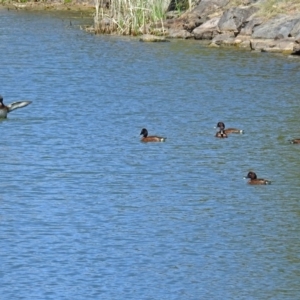 Aythya australis at Gordon, ACT - 30 Oct 2018 12:09 PM