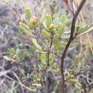 Hibbertia obtusifolia at Latham, ACT - 30 Oct 2018 06:08 PM