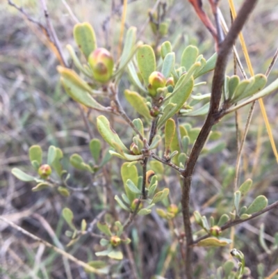 Hibbertia obtusifolia (Grey Guinea-flower) at Latham, ACT - 30 Oct 2018 by LWenger