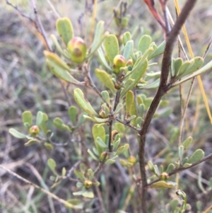 Hibbertia obtusifolia at Latham, ACT - 30 Oct 2018