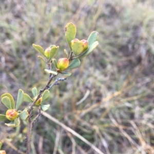 Hibbertia obtusifolia at Latham, ACT - 30 Oct 2018 06:08 PM