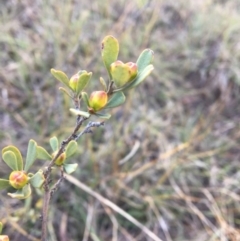 Hibbertia obtusifolia at Latham, ACT - 30 Oct 2018