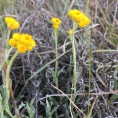 Chrysocephalum apiculatum (Common Everlasting) at Umbagong District Park - 30 Oct 2018 by LWenger