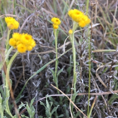 Chrysocephalum apiculatum (Common Everlasting) at Latham, ACT - 30 Oct 2018 by LWenger