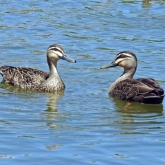 Anas superciliosa (Pacific Black Duck) at Gordon, ACT - 30 Oct 2018 by RodDeb