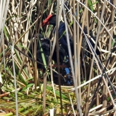 Porphyrio melanotus (Australasian Swamphen) at Gordon Pond - 30 Oct 2018 by RodDeb