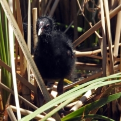 Porphyrio melanotus at Gordon, ACT - 30 Oct 2018