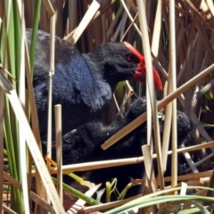 Porphyrio melanotus at Gordon, ACT - 30 Oct 2018