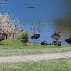 Cygnus atratus (Black Swan) at Gordon, ACT - 30 Oct 2018 by RodDeb