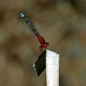 Xanthagrion erythroneurum at Gordon, ACT - 30 Oct 2018