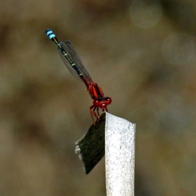 Xanthagrion erythroneurum (Red & Blue Damsel) at Gordon, ACT - 30 Oct 2018 by RodDeb