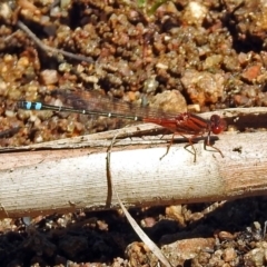 Xanthagrion erythroneurum at Gordon, ACT - 30 Oct 2018