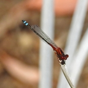 Xanthagrion erythroneurum at Gordon, ACT - 30 Oct 2018