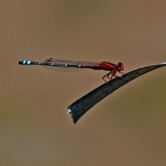 Xanthagrion erythroneurum at Gordon, ACT - 30 Oct 2018