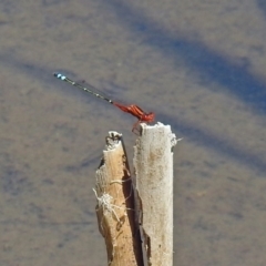 Xanthagrion erythroneurum at Gordon, ACT - 30 Oct 2018