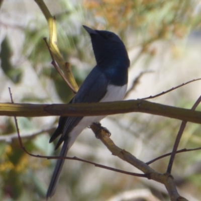 Myiagra rubecula (Leaden Flycatcher) at Dunlop, ACT - 30 Oct 2018 by Christine