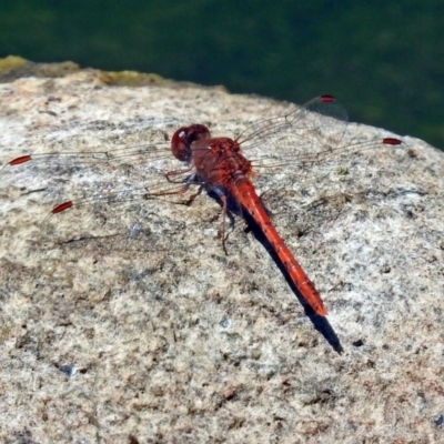 Diplacodes bipunctata (Wandering Percher) at Gordon, ACT - 30 Oct 2018 by RodDeb