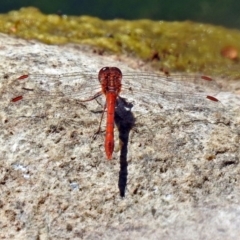 Diplacodes bipunctata at Gordon, ACT - 30 Oct 2018