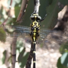 Hemigomphus heteroclytus (Stout Vicetail) at Woodstock Nature Reserve - 30 Oct 2018 by Christine