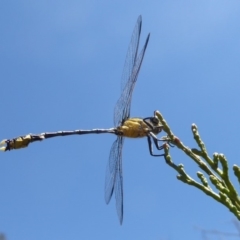 Hemigomphus heteroclytus at Dunlop, ACT - 30 Oct 2018 12:09 PM