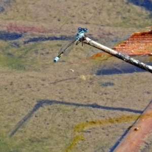 Ischnura heterosticta at Gordon, ACT - 30 Oct 2018