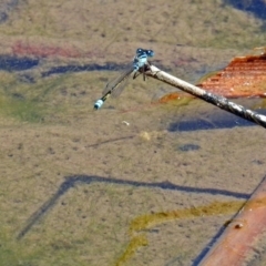 Ischnura heterosticta (Common Bluetail Damselfly) at Gordon Pond - 30 Oct 2018 by RodDeb