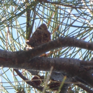 Ogyris amaryllis at Strathnairn, ACT - 30 Oct 2018 12:49 PM