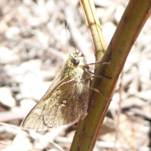 Trapezites luteus at Dunlop, ACT - 30 Oct 2018